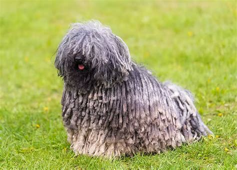 shaggy dog pictures